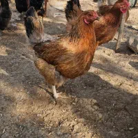 مرغ و خروس ۱۷