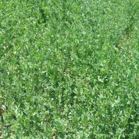 یونجه تازه چین شده