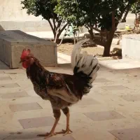 تعدادی  خروس جوان