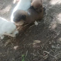 سگ پاکوتاه|سگ|نهاوند, |دیوار