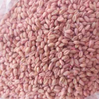 گندم پیشگام