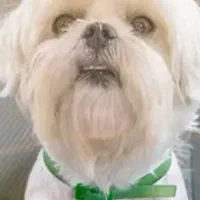 سگ پیدا شده