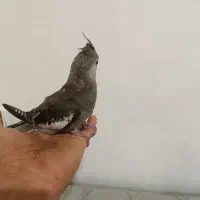 جوجه عروس وایت فیس|پرنده|رشت, پارک شهر|دیوار