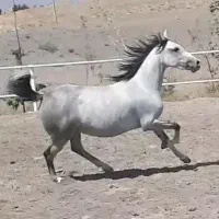 فروش مادیان خالص ایرانی عرب