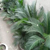 تعدادی گل سیکاس در سایز های مختلف