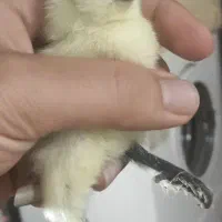 جوجه و تخم نطفه دار ، نژاد سلطان اصلیل ( وارداتی )|حیوانات مزرعه|رشت, جانبازان|دیوار