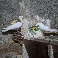 کبوتر طوقی لیمو
