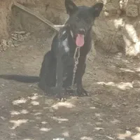 واگذاریژرمن بلک ماده