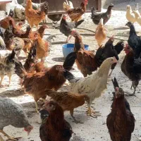 پخش جوجه مرغ و خروس محلی کشتنی (توی همه سن)|حیوانات مزرعه|کرمان, |دیوار