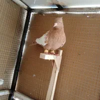 کبوترسینه زرد|پرنده|شیراز, سعدیه شمالی|دیوار