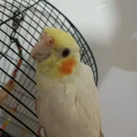 عروس هلندی سرلاکی لوتونیو|پرنده|کلاچای, |دیوار