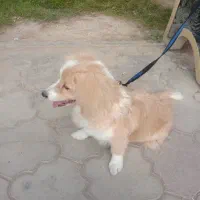سگ پامرین