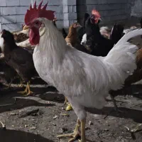 ۷ تا بارو و یه خروس سفید