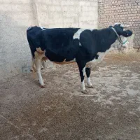 گاو سیمیتال|حیوانات مزرعه|کوهنانی, |دیوار