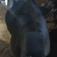 گوساله نر چاق