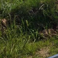 نگهداری از سگ شیتزو تریر