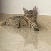 واگذاری  گربه ماده