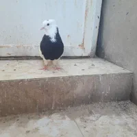 کبوتر طوقی شهر جم|پرنده|جم, |دیوار