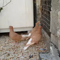کبوتر|پرنده|بهبهان, |دیوار