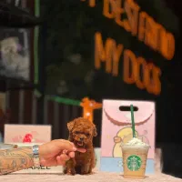 سگ توی پودل ۶۶ روزه