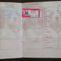 سگ شیتزو ۲ ماهه