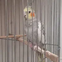 یک جفت عروس هلندی