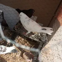 کبوتر|پرنده|طارم (زنجان), |دیوار