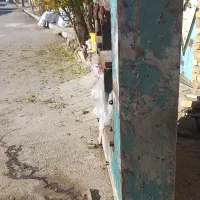 دستگاه پرس|ماشینآلات صنعتی|رزن, |دیوار