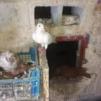 کفتر پلاکی ایرانی پاکستانی جمله|پرنده|بند زرک, |دیوار