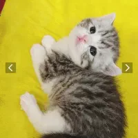 بچه گربه اسکاتیش