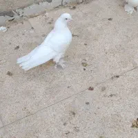 کبوتر سفید پاپر راعبی