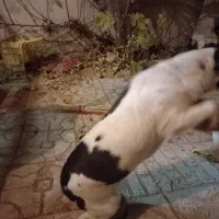 یک سگ خرطول|سگ|ملایر, |دیوار