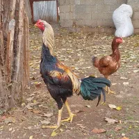 واگذاری خروس لاری