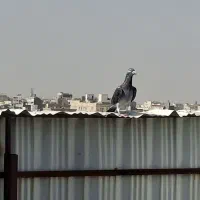 مسافت بلندکفتر مسابقه و ی جفت چپدم|پرنده|مشهد, کارده|دیوار