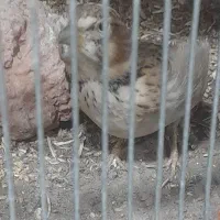 قناری مست خون