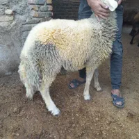 بره قوچ آس|حیوانات مزرعه|آق قلا, |دیوار