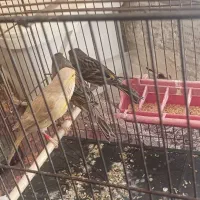 فروش سه عدد ماده قناری|پرنده|اهواز, منازل سپاه|دیوار