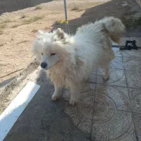 پیداشده