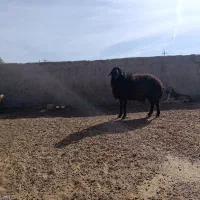 شیشگ قوچ|حیوانات مزرعه|زاویه, |دیوار