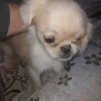 توله سگ نژادار|سگ|صابری, |دیوار