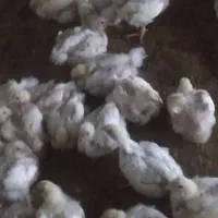 کارگر ماهر مرغداری گوشتی فقط اتباع