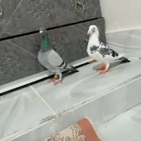 دوتا گرفتی درجه یک|پرنده|کوهمره, |دیوار