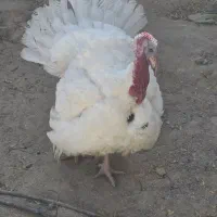 بوقلمون ۱۵ کیلو به بالا بیوتی