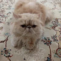 گربه پرشین اصیل