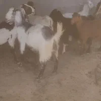بز داشتی