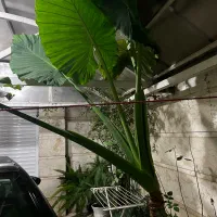 گل بابا ادم