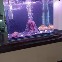 آکواریوم شیشه خم