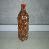 باقلا خشک شده برای کاشتن