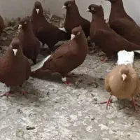 کبوتر دم سفید