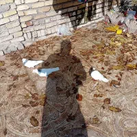 ۳ عدد طوقی بسیار زیبا|پرنده|قزوین, |دیوار